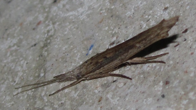 Ypsolophidae? si, Ypsolopha mucronella